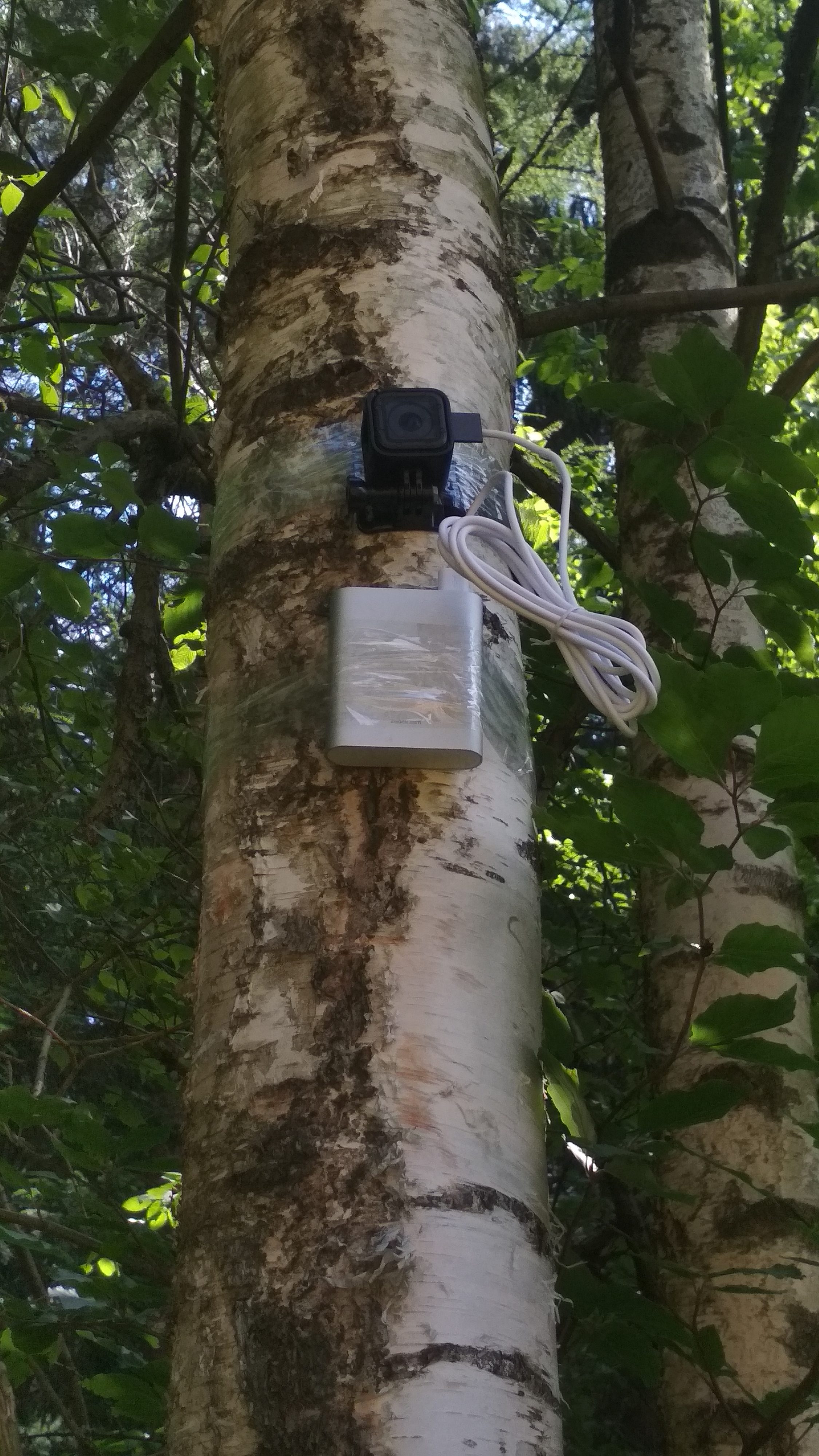 GoPro na stromě